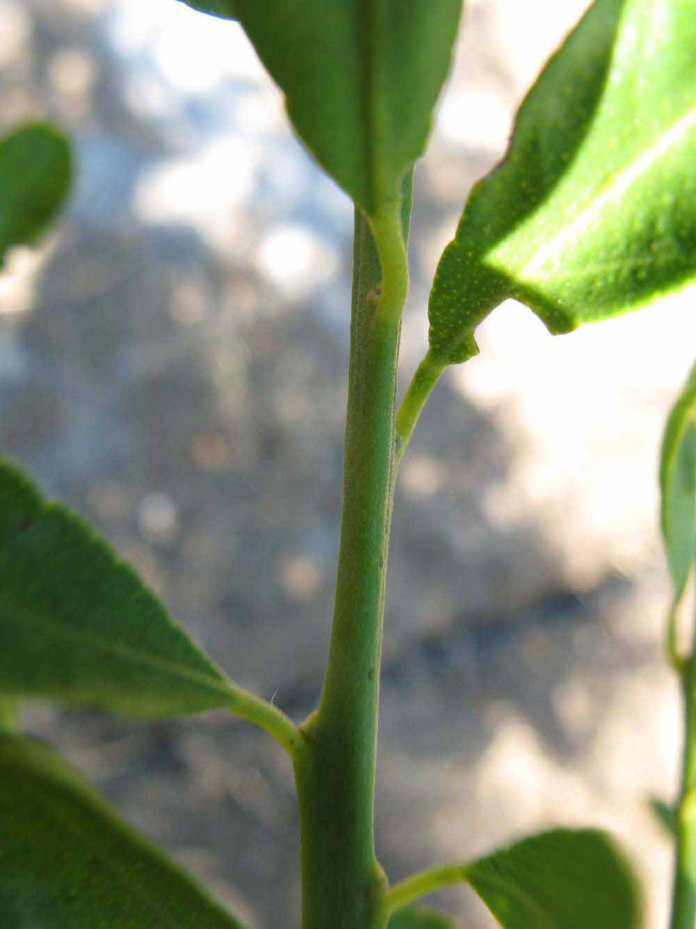            First year twig (Winter Haven, FL)   